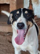 PETERCHEN, Hund, Mischlingshund in Griechenland - Bild 7