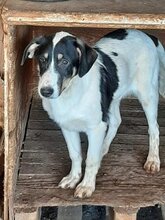 PETERCHEN, Hund, Mischlingshund in Griechenland - Bild 8