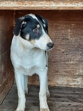 PETERCHEN, Hund, Mischlingshund in Griechenland - Bild 9