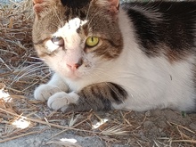 HUMPHREY, Katze, Europäisch Kurzhaar in Griechenland - Bild 2