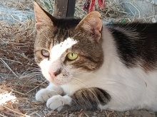 HUMPHREY, Katze, Europäisch Kurzhaar in Griechenland - Bild 3