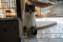 HUMPHREY, Katze, Europäisch Kurzhaar in Griechenland - Bild 4