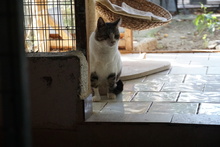 HUMPHREY, Katze, Europäisch Kurzhaar in Griechenland - Bild 7