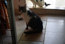 HUMPHREY, Katze, Europäisch Kurzhaar in Griechenland - Bild 8