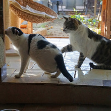 LEONIE, Katze, Europäisch Kurzhaar in Griechenland