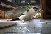 LEONIE, Katze, Europäisch Kurzhaar in Griechenland - Bild 10