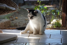 LEONIE, Katze, Europäisch Kurzhaar in Griechenland - Bild 2