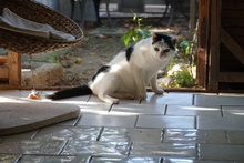 LEONIE, Katze, Europäisch Kurzhaar in Griechenland - Bild 4