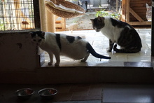 LEONIE, Katze, Europäisch Kurzhaar in Griechenland - Bild 6