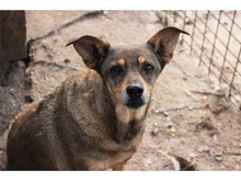 BELLAROSE, Hund, Mischlingshund in Rumänien - Bild 1