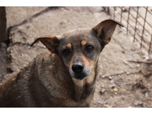 BELLAROSE, Hund, Mischlingshund in Rumänien - Bild 2