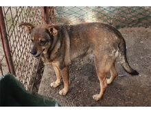 BELLAROSE, Hund, Mischlingshund in Rumänien - Bild 3
