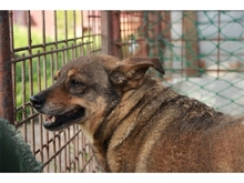 BELLAROSE, Hund, Mischlingshund in Rumänien - Bild 4