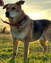 REBUS, Hund, Mischlingshund in Italien - Bild 3