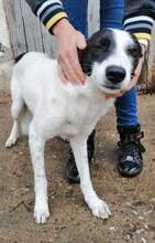 CLAMPI, Hund, Mischlingshund in Rumänien - Bild 2