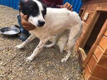 CLAMPI, Hund, Mischlingshund in Rumänien - Bild 4