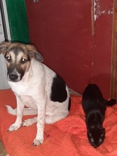 JEMILE, Hund, Mischlingshund in Griechenland - Bild 2