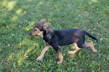 KASIMIR, Hund, Mischlingshund in Kroatien - Bild 1