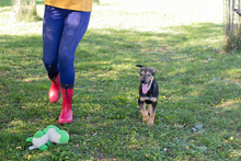 KASIMIR, Hund, Mischlingshund in Kroatien - Bild 4