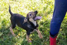 KASIMIR, Hund, Mischlingshund in Kroatien - Bild 5