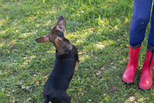 KASIMIR, Hund, Mischlingshund in Kroatien - Bild 7
