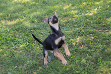 KASIMIR, Hund, Mischlingshund in Kroatien - Bild 8