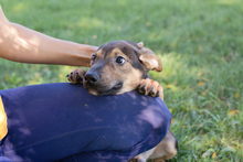 KASIMIR, Hund, Mischlingshund in Kroatien - Bild 9