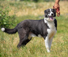 DOMINO, Hund, Mischlingshund in Haldensleben - Bild 12