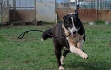 DOMINO, Hund, Mischlingshund in Haldensleben - Bild 14