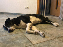 DOMINO, Hund, Mischlingshund in Haldensleben - Bild 5