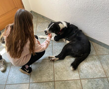 DOMINO, Hund, Mischlingshund in Haldensleben - Bild 9