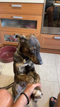 DIEGO2, Hund, Mischlingshund in Bulgarien - Bild 4