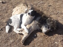 WENDY, Hund, Mischlingshund in Rumänien - Bild 10