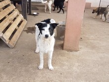 WENDY, Hund, Mischlingshund in Rumänien - Bild 18