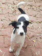 WENDY, Hund, Mischlingshund in Rumänien - Bild 19
