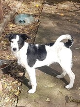WENDY, Hund, Mischlingshund in Rumänien - Bild 20