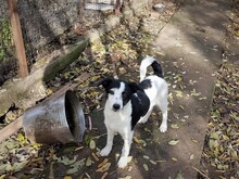 WENDY, Hund, Mischlingshund in Rumänien - Bild 21