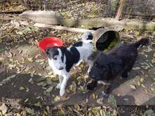 WENDY, Hund, Mischlingshund in Rumänien - Bild 23