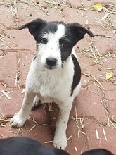 WENDY, Hund, Mischlingshund in Rumänien - Bild 25