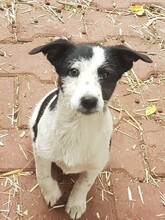 WENDY, Hund, Mischlingshund in Rumänien - Bild 27
