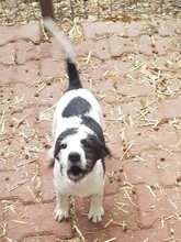 WENDY, Hund, Mischlingshund in Rumänien - Bild 29
