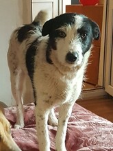 WENDY, Hund, Mischlingshund in Rumänien - Bild 3