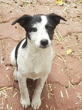 WENDY, Hund, Mischlingshund in Rumänien - Bild 30