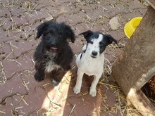 WENDY, Hund, Mischlingshund in Rumänien - Bild 31