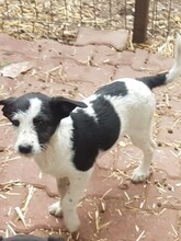 WENDY, Hund, Mischlingshund in Rumänien - Bild 32