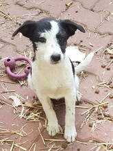 WENDY, Hund, Mischlingshund in Rumänien - Bild 33