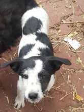 WENDY, Hund, Mischlingshund in Rumänien - Bild 34
