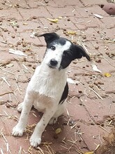 WENDY, Hund, Mischlingshund in Rumänien - Bild 35