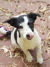 WENDY, Hund, Mischlingshund in Rumänien - Bild 37