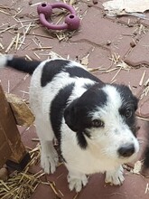 WENDY, Hund, Mischlingshund in Rumänien - Bild 38